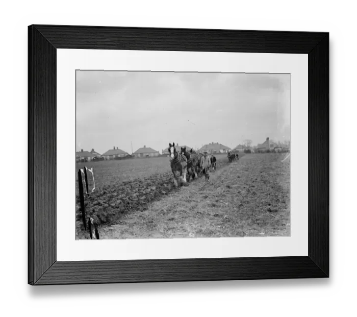 Framed Print : A farmer and his horse team plough a field at the back of houses in Eltham, London Framed Print : A farmer and his horse team plough a field at the back of houses in Eltham, London