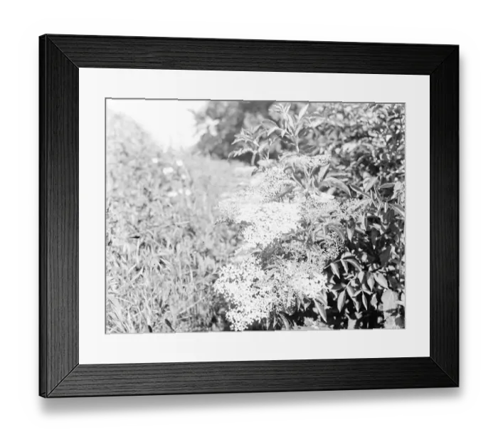 Framed Print : Elderberry blossom in Maplescombe, Kent. 1936