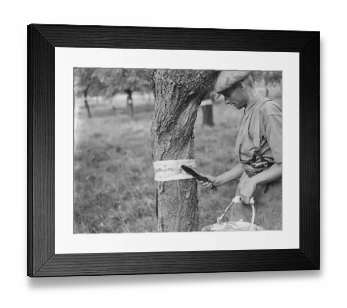 Framed Print : A man is stickybanding a fruit tree to prevent insects from crawling up it Framed Print : A man is stickybanding a fruit tree to prevent insects from crawling up it