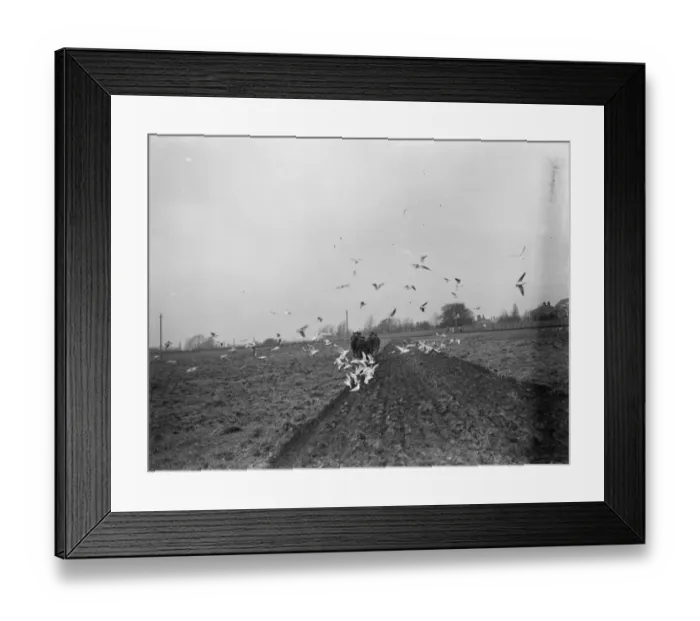 Framed Print : Seagulls swoop in to feast on the worms that have been surfaced by a farmer ploughing Framed Print : Seagulls swoop in to feast on the worms that have been surfaced by a farmer ploughing