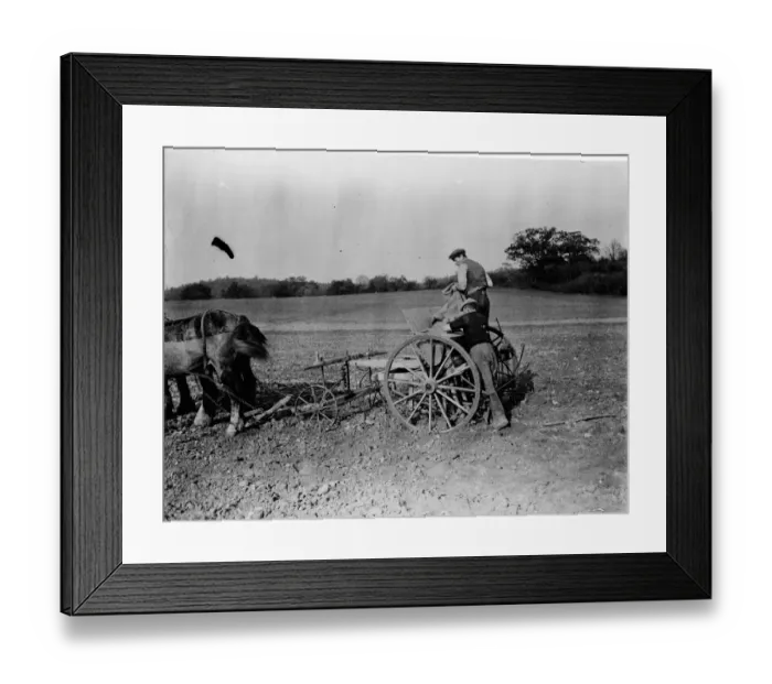 Framed Print : Farmers with their horse drawn Suntyne seed drill in Darenth, Kent. 1938 Framed Print : Farmers with their horse drawn Suntyne seed drill in Darenth, Kent. 1938
