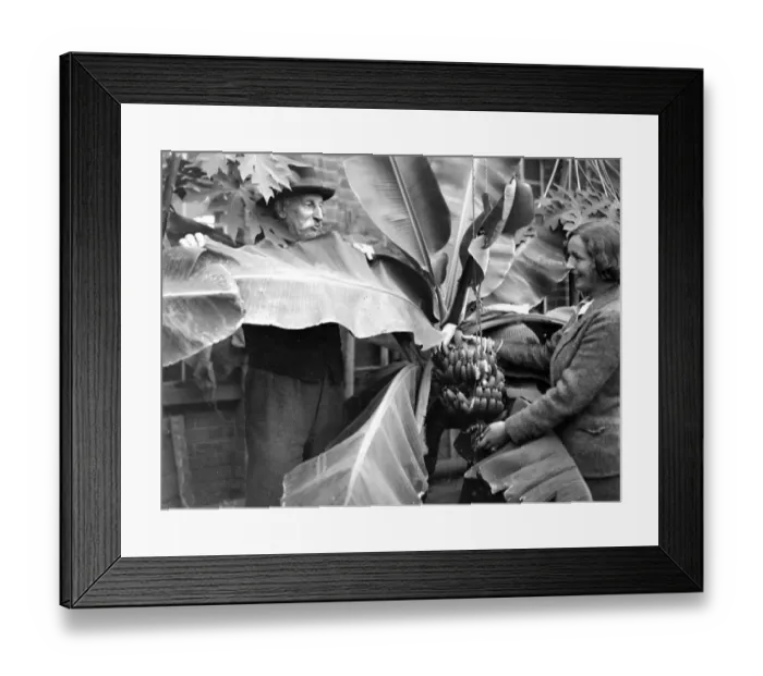 Framed Print : Bananas at Crockenhill Wood, Kent. 1934 Framed Print : Bananas at Crockenhill Wood, Kent. 1934