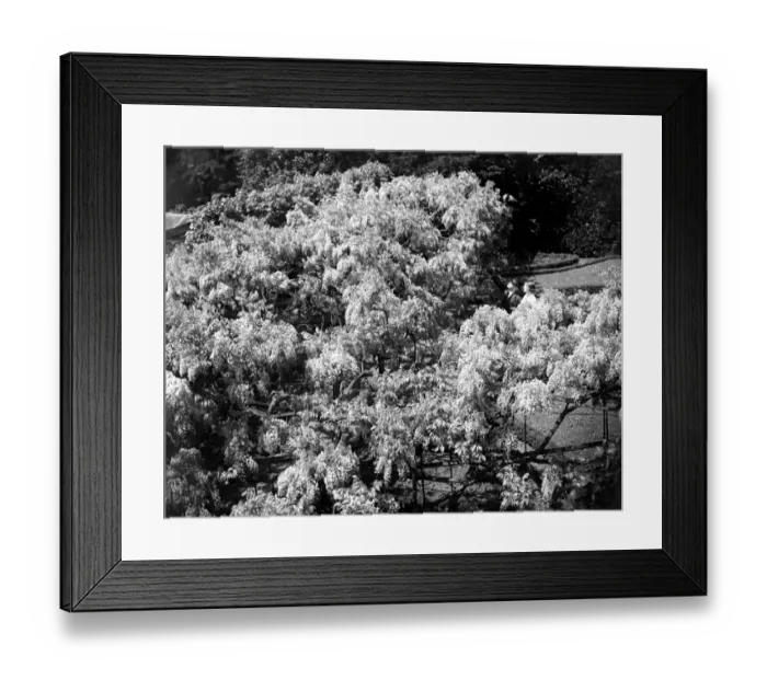 Framed Print : Old Wisteria, Eddlemann at Chislehurst, Kent. 1934 Framed Print : Old Wisteria, Eddlemann at Chislehurst, Kent. 1934