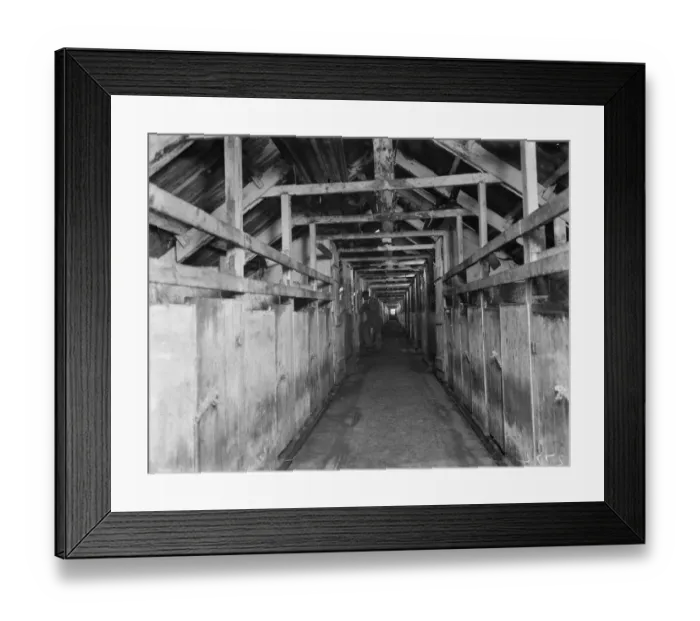 Framed Print : The long pig stye at Tripes farm, Orpington, Kent. 1936