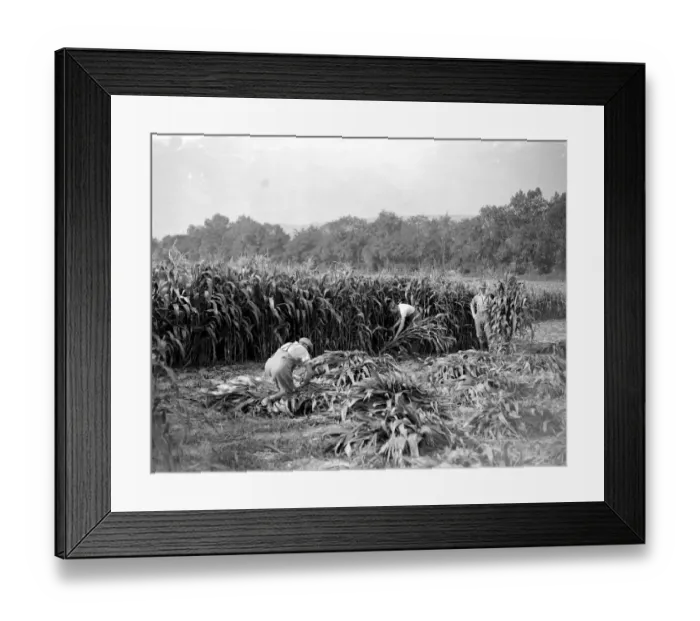 Framed Print : Maize harvesting at Farningham, Kent. 1934 Framed Print : Maize harvesting at Farningham, Kent. 1934