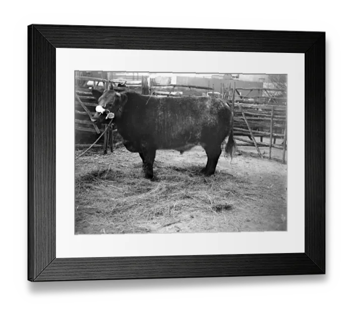 Framed Print : Champ Bull at Sevenoaks, Kent. 1933