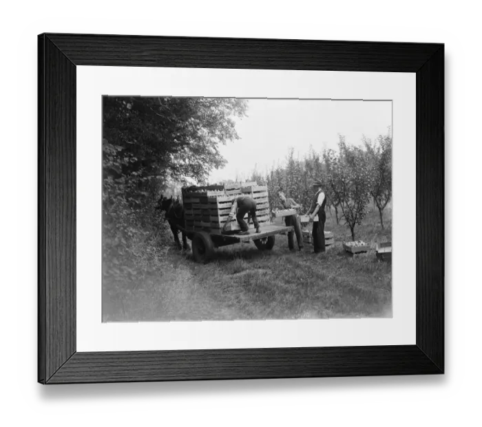 Framed Print : Men loading boxes of apples on to a horse and cart in an orchard. 1935 Framed Print : Men loading boxes of apples on to a horse and cart in an orchard. 1935