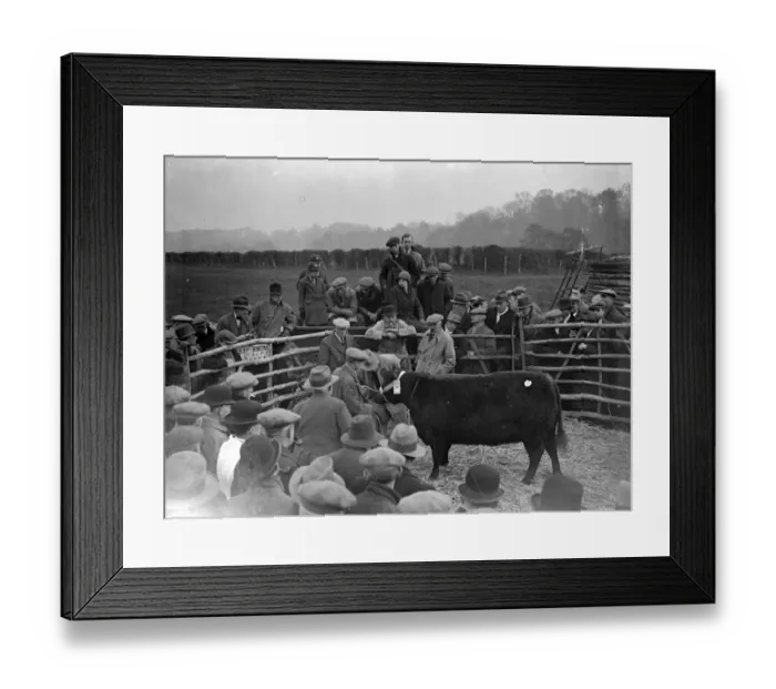 Framed Print : Champ Bull at Westerham, Kent. 1933 Framed Print : Champ Bull at Westerham, Kent. 1933