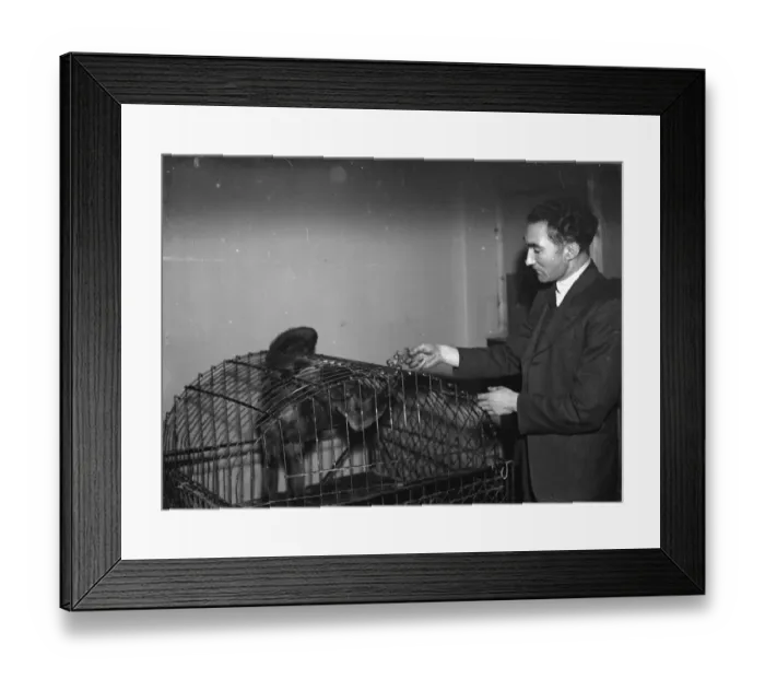 Framed Print : A caged monkey - just one of the pets kept at Kemnel Warren, Chislehurst, Kent Framed Print : A caged monkey - just one of the pets kept at Kemnel Warren, Chislehurst, Kent
