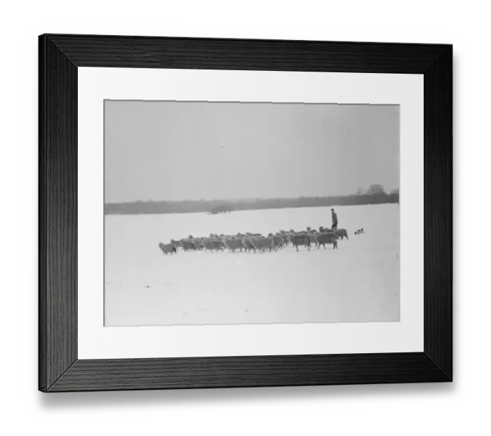 Framed Print : Snow scenes ( sheep ) Eynsford. 1938 Framed Print : Snow scenes ( sheep ) Eynsford. 1938