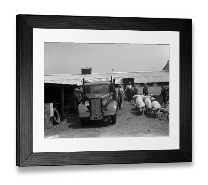 Framed Print : Pigs being herded onto the back of a G Hales and Sons contractor lorry at Hales Pig