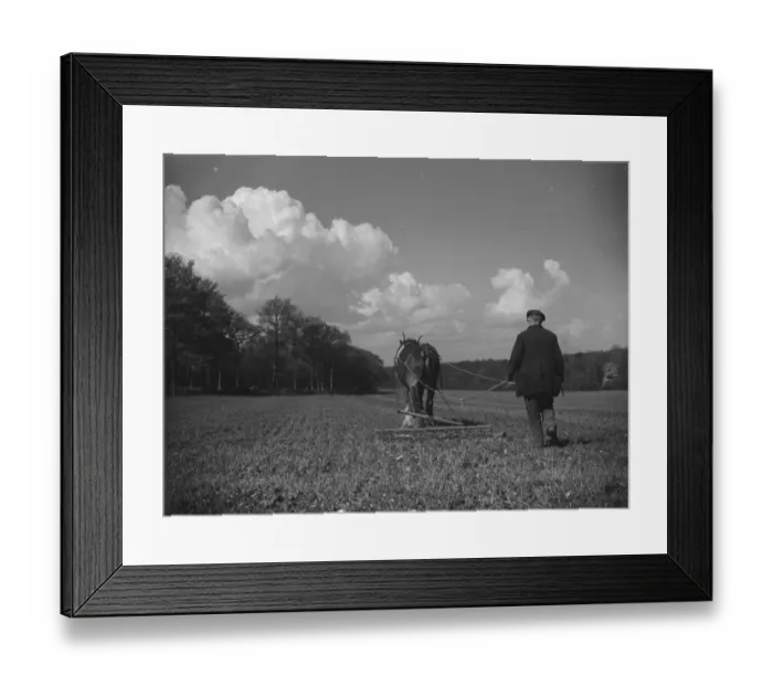Framed Print : Farm worker hoeing a field with his horse in North Cray, Kent. 1939 Framed Print : Farm worker hoeing a field with his horse in North Cray, Kent. 1939