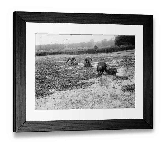 Framed Print : Watercress beds in Farningham. 1935