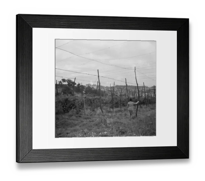 Framed Print : Mr Fassam in a hop field. 1936 Framed Print : Mr Fassam in a hop field. 1936