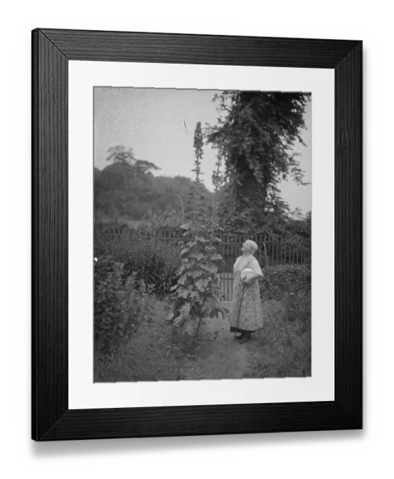 Framed Print : An elderly gardener admires her giant hollyhock in her cottage garden at Perry Street Framed Print : An elderly gardener admires her giant hollyhock in her cottage garden at Perry Street
