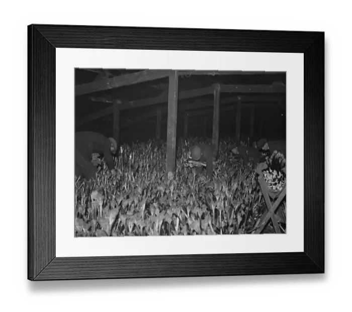 Framed Print : Workers picking forced rhubarb at Dartford, Kent. 13 February 1938 Framed Print : Workers picking forced rhubarb at Dartford, Kent. 13 February 1938