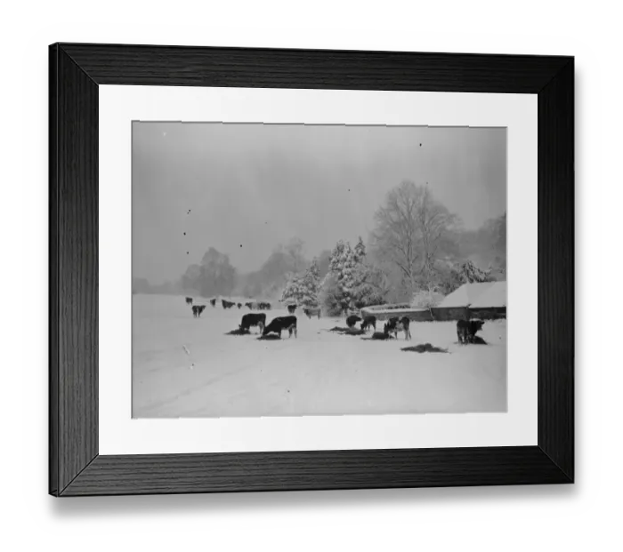 Framed Print : Snow scene in Downe, Kent. Cattle feeding. 1939 Framed Print : Snow scene in Downe, Kent. Cattle feeding. 1939