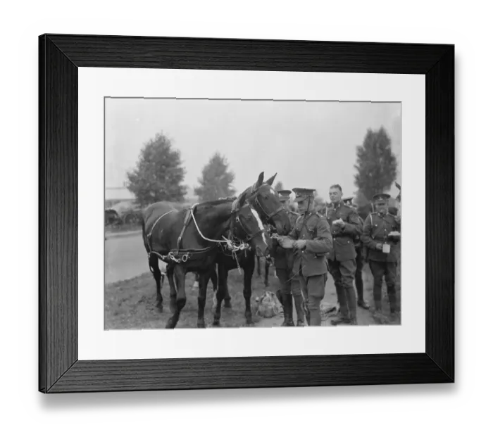 Framed Print : Army manoeuvers in Orpingon, Kent. Troops stop to eat and feed their animals