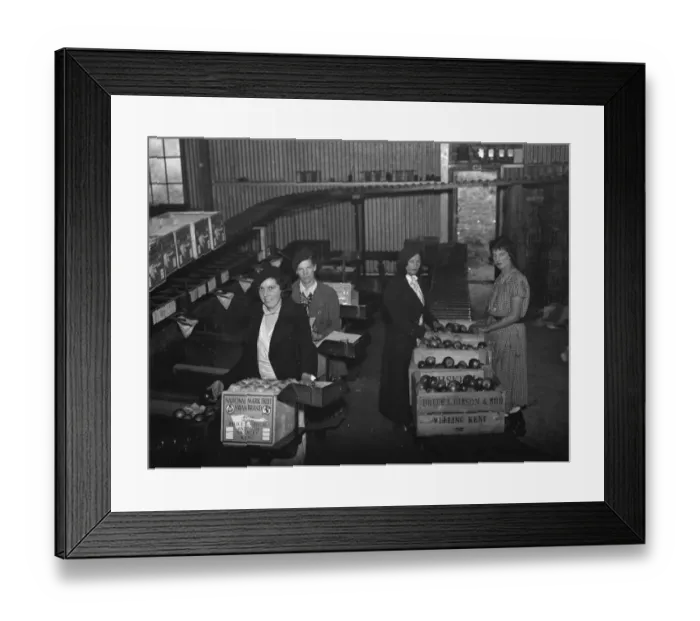 Framed Print : Women fruit packers packing apples at Bruce L Gibson and Sons, Welling, Kent. 1937 Framed Print : Women fruit packers packing apples at Bruce L Gibson and Sons, Welling, Kent. 1937
