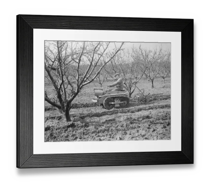 Framed Print : The Ransomes from Ipswich demonstrate their MG2 Motor Garden Cultivator in East Malling Framed Print : The Ransomes from Ipswich demonstrate their MG2 Motor Garden Cultivator in East Malling