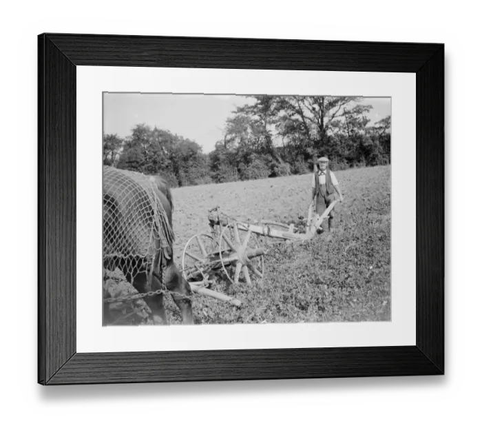 Framed Print : A farmer and his horse team plough a field in Kent. 1935 Framed Print : A farmer and his horse team plough a field in Kent. 1935