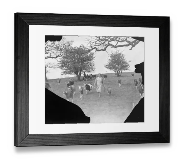 Framed Print : Mrs C Ashbee walks through a field, with her dog, on a goat farm in Birling, Kent Framed Print : Mrs C Ashbee walks through a field, with her dog, on a goat farm in Birling, Kent