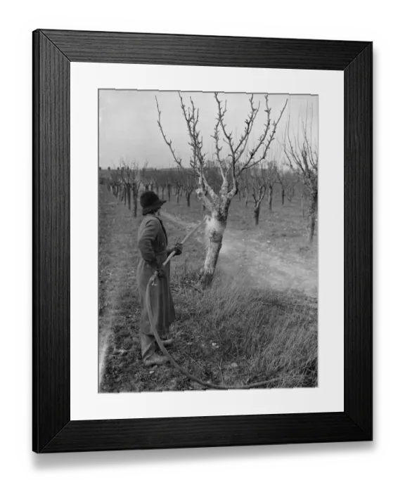 Framed Print : Spraying fruit trees against pests at Farningham, Kent. 1938 Framed Print : Spraying fruit trees against pests at Farningham, Kent. 1938