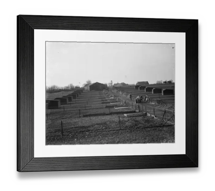 Framed Print : A view of the pigs breeding houses at Tripes Farm, Orpington, Kent. 1936