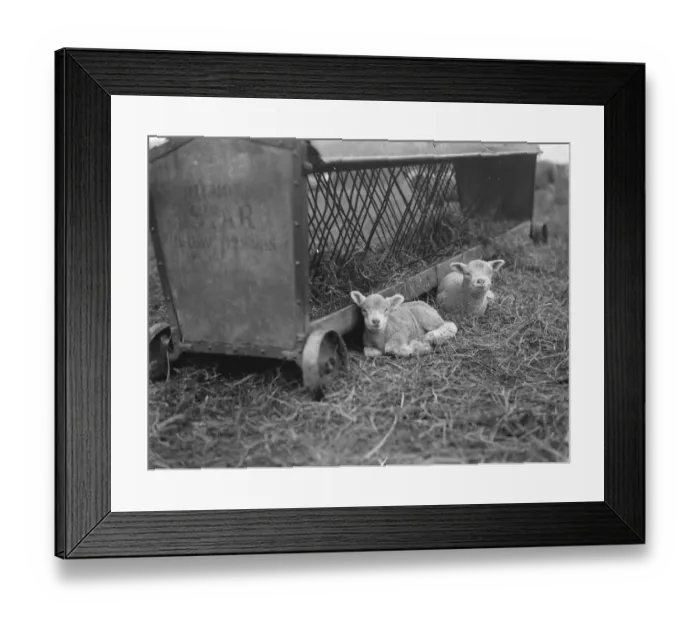 Framed Print : Lambs rest by the straw feeder in Eynsford, Kent. 1936