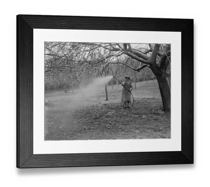 Framed Print : Spraying fruit orchard. 1935 Framed Print : Spraying fruit orchard. 1935