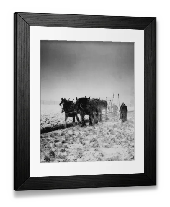 Framed Print : The hard winter of 1947 ploughing Framed Print : The hard winter of 1947 ploughing