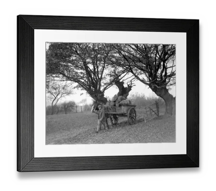 Framed Print : Farm scene. A horse drawn cart going through the trees. 1934 Framed Print : Farm scene. A horse drawn cart going through the trees. 1934