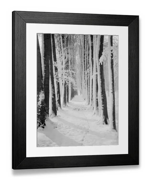 Framed Print : The beeche tree avenue at High Elms in Kent covered in snow. 1939