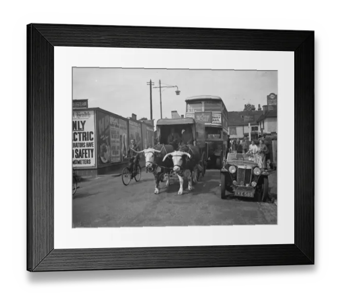 Framed Print : A bullock and cart holding up traffic in Sidcup, Kent. 1938