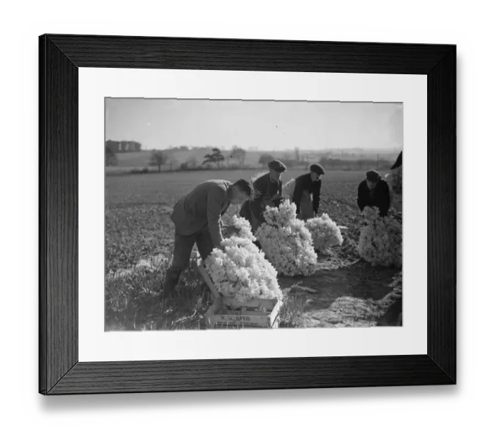 Framed Print : The daffodil harvest at Swanley in Kent. ( bunching ). 15 March 1938 Framed Print : The daffodil harvest at Swanley in Kent. ( bunching ). 15 March 1938