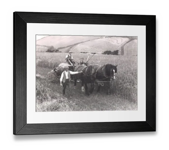 Framed Print : Harvest time in Cornwall Framed Print : Harvest time in Cornwall
