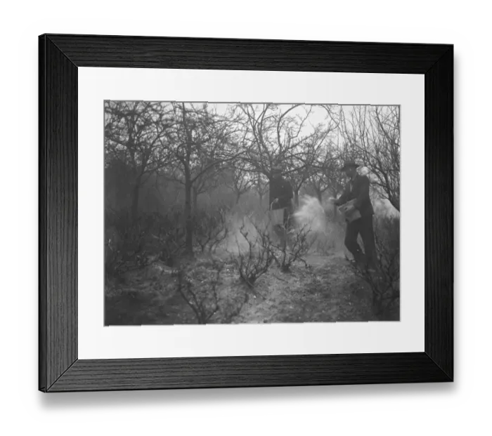Framed Print : Farm workers applying fruit tree protection. 1939 Framed Print : Farm workers applying fruit tree protection. 1939