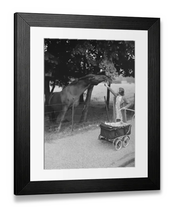 Framed Print : Feeding a horse on a walk. 1937 Framed Print : Feeding a horse on a walk. 1937