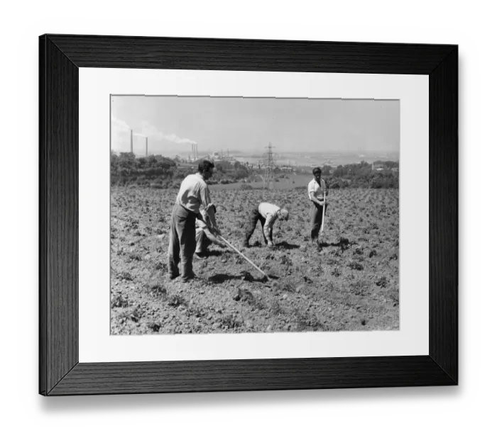 Framed Print : A team of four workers on Western Cross Farm, near Greenhithe, Kent, are pictured hoeing Framed Print : A team of four workers on Western Cross Farm, near Greenhithe, Kent, are pictured hoeing