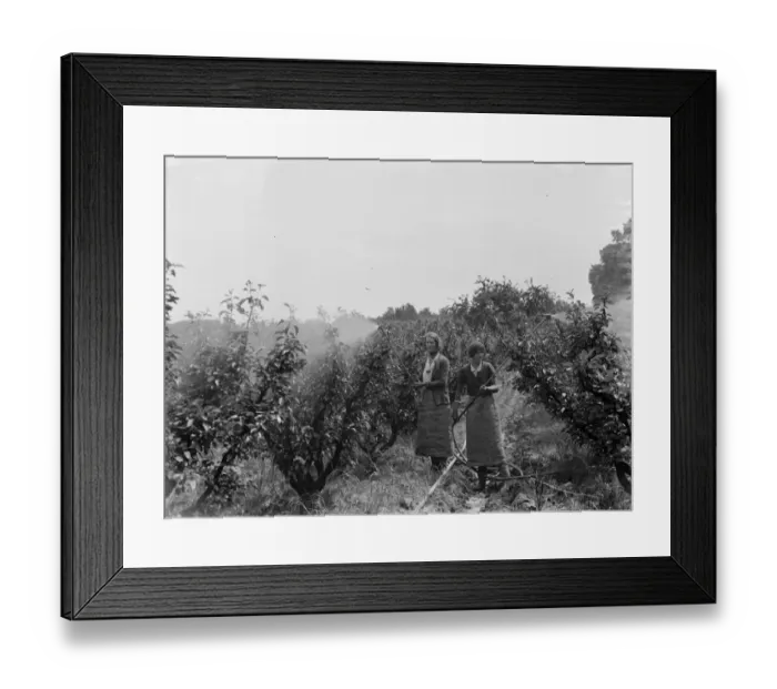 Framed Print : Women working in the orchard, spraying the trees, at East Malling Research Station Framed Print : Women working in the orchard, spraying the trees, at East Malling Research Station