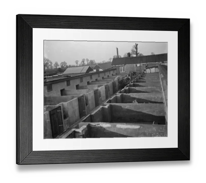 Framed Print : The mash cart coming to feed the sows in their styes at Tripes Farm, Orpington, Kent Framed Print : The mash cart coming to feed the sows in their styes at Tripes Farm, Orpington, Kent