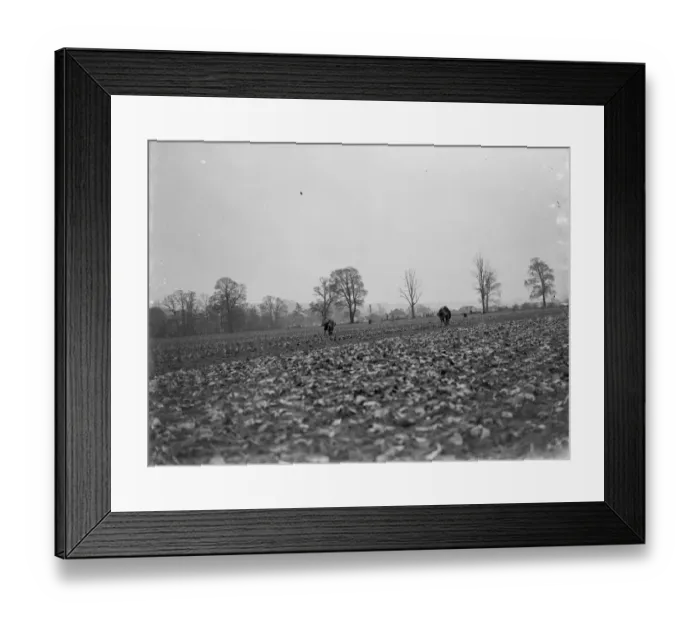 Framed Print : Farmers walk by hand planting each lettuce carefully in its row. 1935 Framed Print : Farmers walk by hand planting each lettuce carefully in its row. 1935