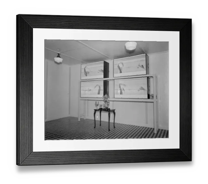 Framed Print : Trophies and cups won by Mr R Woolseys caged birds in Dartford, Kent Framed Print : Trophies and cups won by Mr R Woolseys caged birds in Dartford, Kent