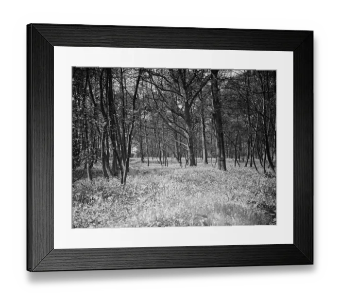 Framed Print : Bluebells in Chislehurst Woods, Kent. 1935 Framed Print : Bluebells in Chislehurst Woods, Kent. 1935