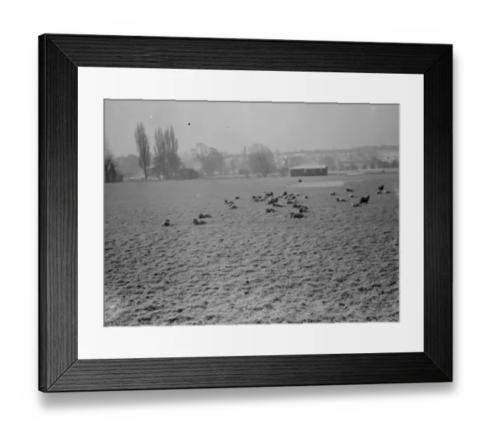 Framed Print : Sheep still covered in a dusting of snow in a field in Bexley, Kent. 1938 Framed Print : Sheep still covered in a dusting of snow in a field in Bexley, Kent. 1938
