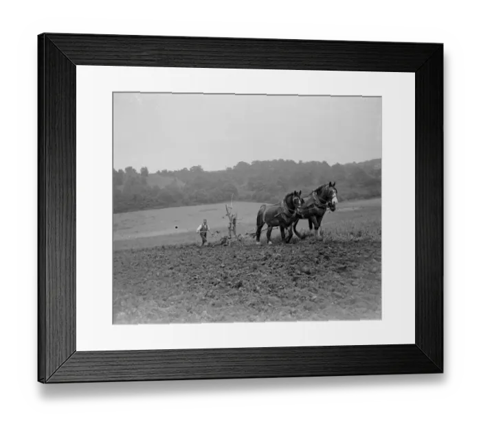 Framed Print : A farmer and his team of horses ploughing a field. 1939 Framed Print : A farmer and his team of horses ploughing a field. 1939