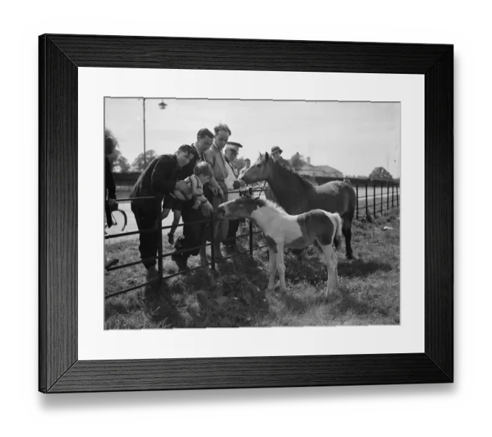 Framed Print : A group feeds a mare and colt in a field by the side of a road in Eltham, Kent. 1938 Framed Print : A group feeds a mare and colt in a field by the side of a road in Eltham, Kent. 1938