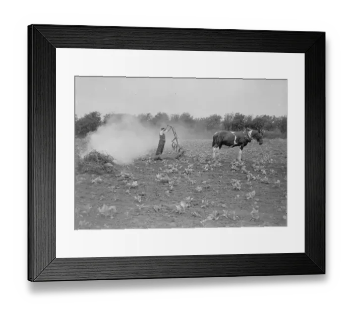 Framed Print : Farmers burning field rubber. 1935