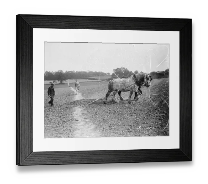 Framed Print : A farmer using a team of horses to pull a harrow across his field. 1935