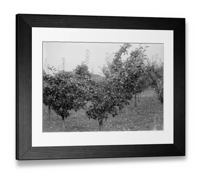 Framed Print : Apple tree orchard. 1935